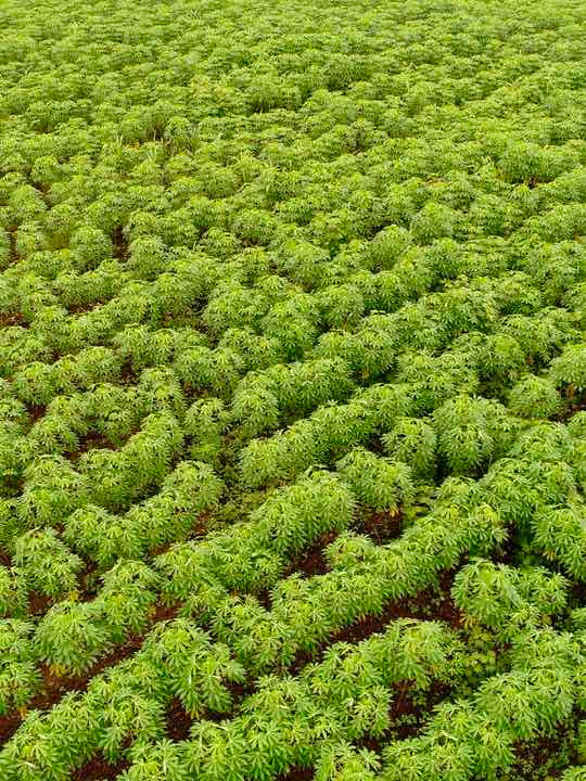 Cassava farm growing sustainable bioenergy feedstock