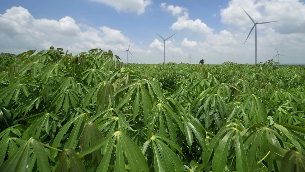 Sunbird Bioenergy Cassava Farm and Renewable Energy Project