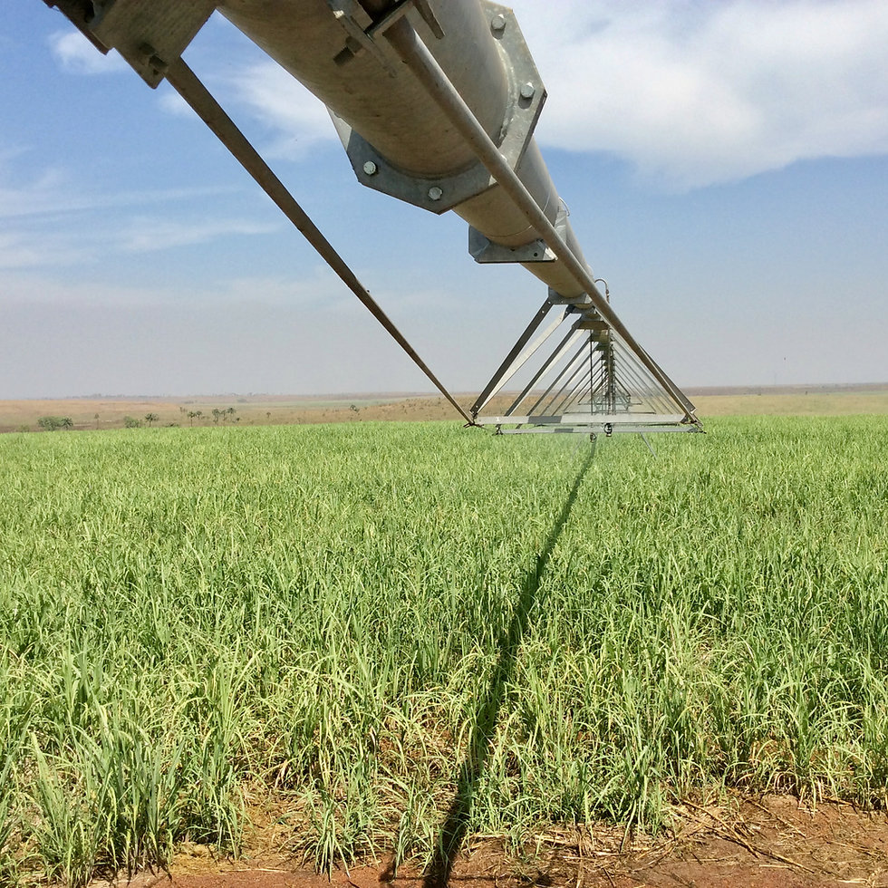 Sunbird Bioenergy Sugarcane Field with Centre Pivot Irrigation