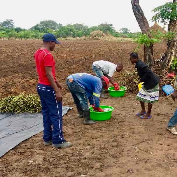 Sunbird bioenergy Out-Growers Collecting Panting Materiels