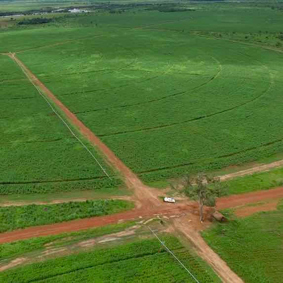 Sunbird Bioenergy sugarcane Feld Near Rokel River