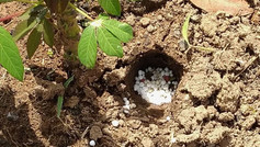 Farmer Development Program: Application of Fertiliser