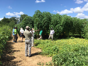 Zimbabwe Cassava Nursery in Mushumbi Pools Exceeds Expecations