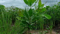 Reforestation Program: Planting of Indigenous Tree Saplings