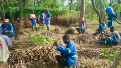 Farmer Development Program: Preparing and Storing Cassava Planting Materiels