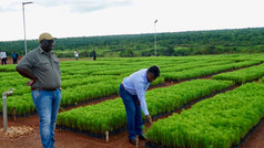 Reforestation Saplings for Planting nr Kawambwa