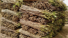 Cassava Stems Awaiting Delivery to Out-Growers