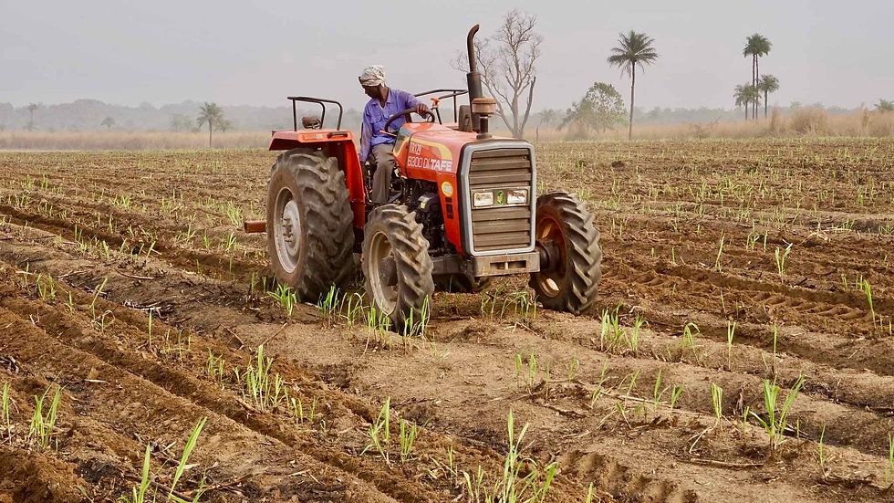 Sunbird Bioenergy Sierra Leone Sustainable Sugarcane Ratooning