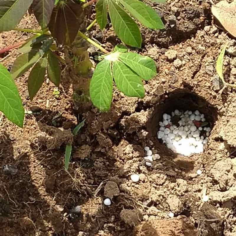 Fertiliser Application in Sunbird Bioenergy’s Cassava Nursery in Zambia