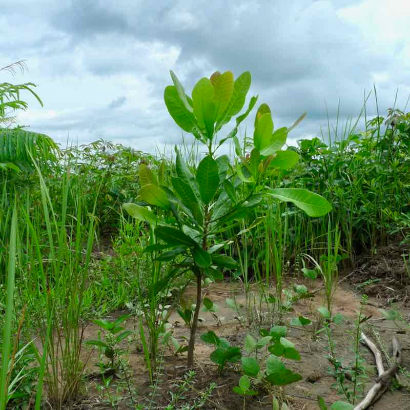 Reforestation sapling in Sierra Leone