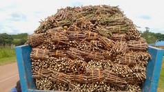 Cassava Stems Being Delivered to Out-Growers for Planting