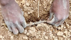 Farmer Development Program: Planting Cassava Stems