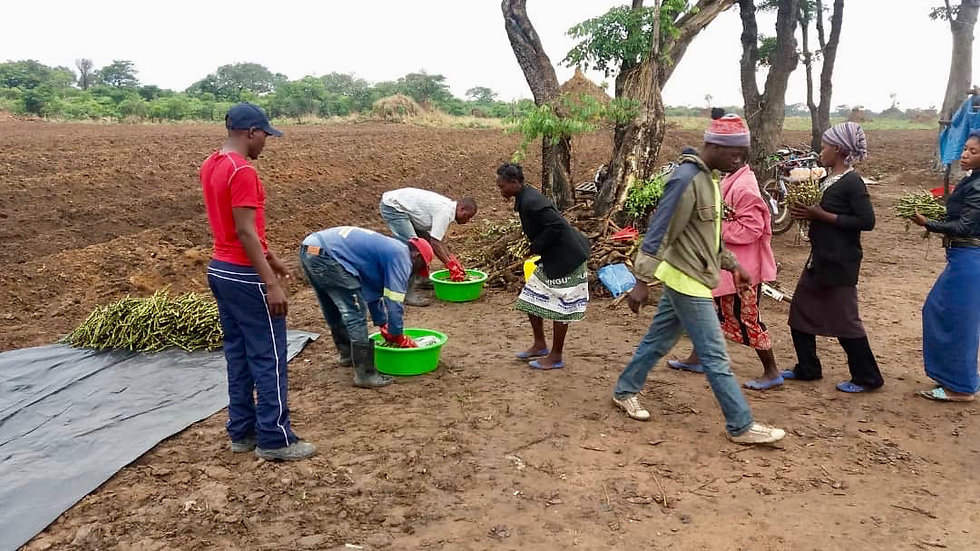 Sunbird Bioenergy Out-Growers Collecting Panting Materiels