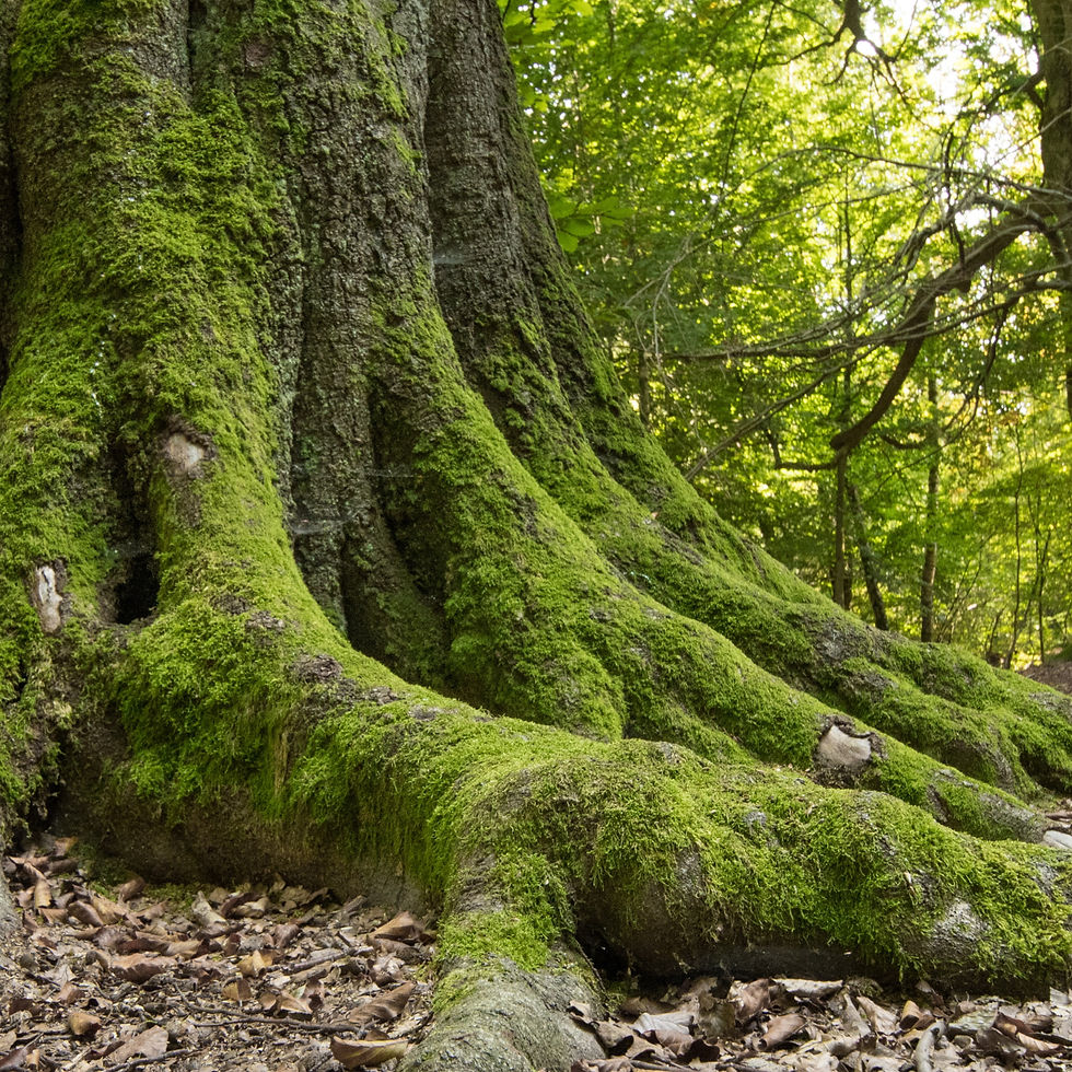 habitatbaeume-netzwerk-lebensraum-2.jpg