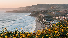 Yellow flowers and view of Strand Beach from Dana Point Headlands Conservation Area, in Da