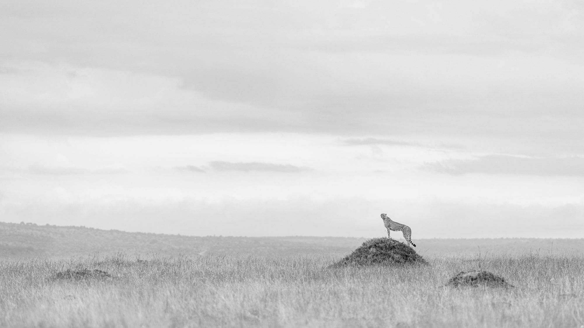 Frankie Adamson - Vigilance (Mara Cheetah)