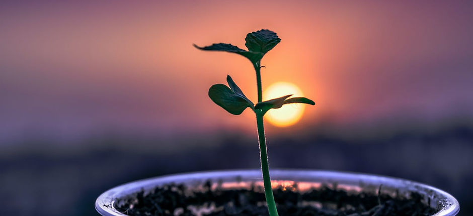 New growth.jpg