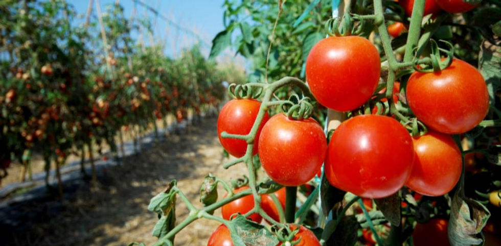 tomato-growing-main.jpg