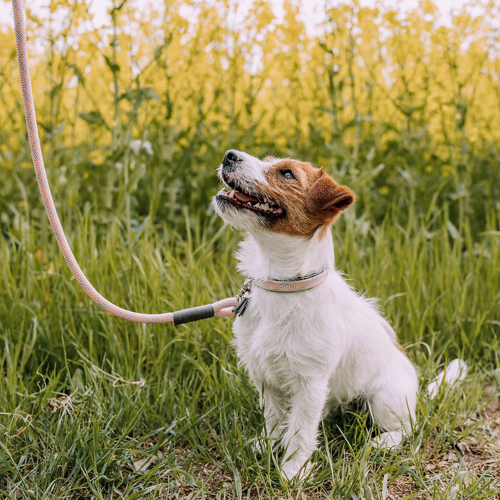 Miniaturbild: Hund mit Halsband und Leine in Rosa