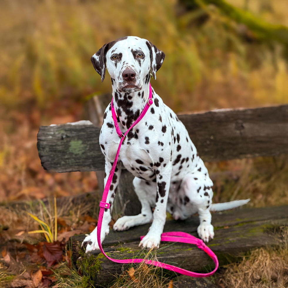 Dalmatiner Betty mit Lederretrieverleine LONDON in Pink