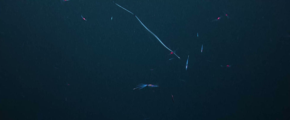 BKG_NOAA Dive 01.mp4