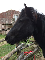 pension chevaux aude pension chevaux limoux debourrage pension travail mirepoix aude arriege dressage dresseur cheval pension pré pensiosn travail education poulain pension exterieur troupeau pension pension pension pension pension prension pension debourrage debourrage debourrage réeducation cour enseignement stage moniteur equitation monitrice equitation cours stage equitation pension travail pension foin a volonté pension abris pension chevaux limoux debourrage pension travail mirepoix aude arriege dressage dresseur cheval pension pré pensiosn travail education poulain pension exterieur troupeau pension pension pension pension pension prension pension debourrage debourrage debourrage réeducation cour enseignement stage moniteur equitation monitrice equitation cours stage equitation pension travail pension foin a volonté pension abris pension chevaux limoux debourrage pension travail mirepoix aude arriege dressage dresseur cheval pension pré pension travail education poulain pensionp