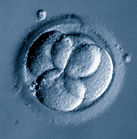 Microscopic image of human embryo