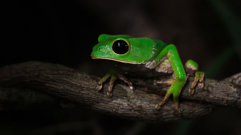 Kambo toad (Phyllomedusa camba) from the Amazon rainforest.jpg