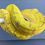 Thumbnail: USCBB Sorong Regency Type, m.a. pulcher
