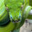 Thumbnail: Probed Male, Aru archipelago type, m. viridis
