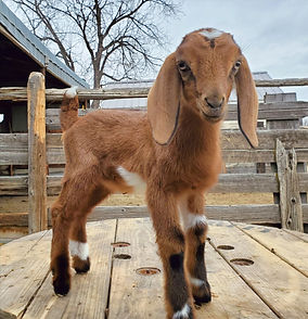 Mini Nubian Goats for sale longmont colorado