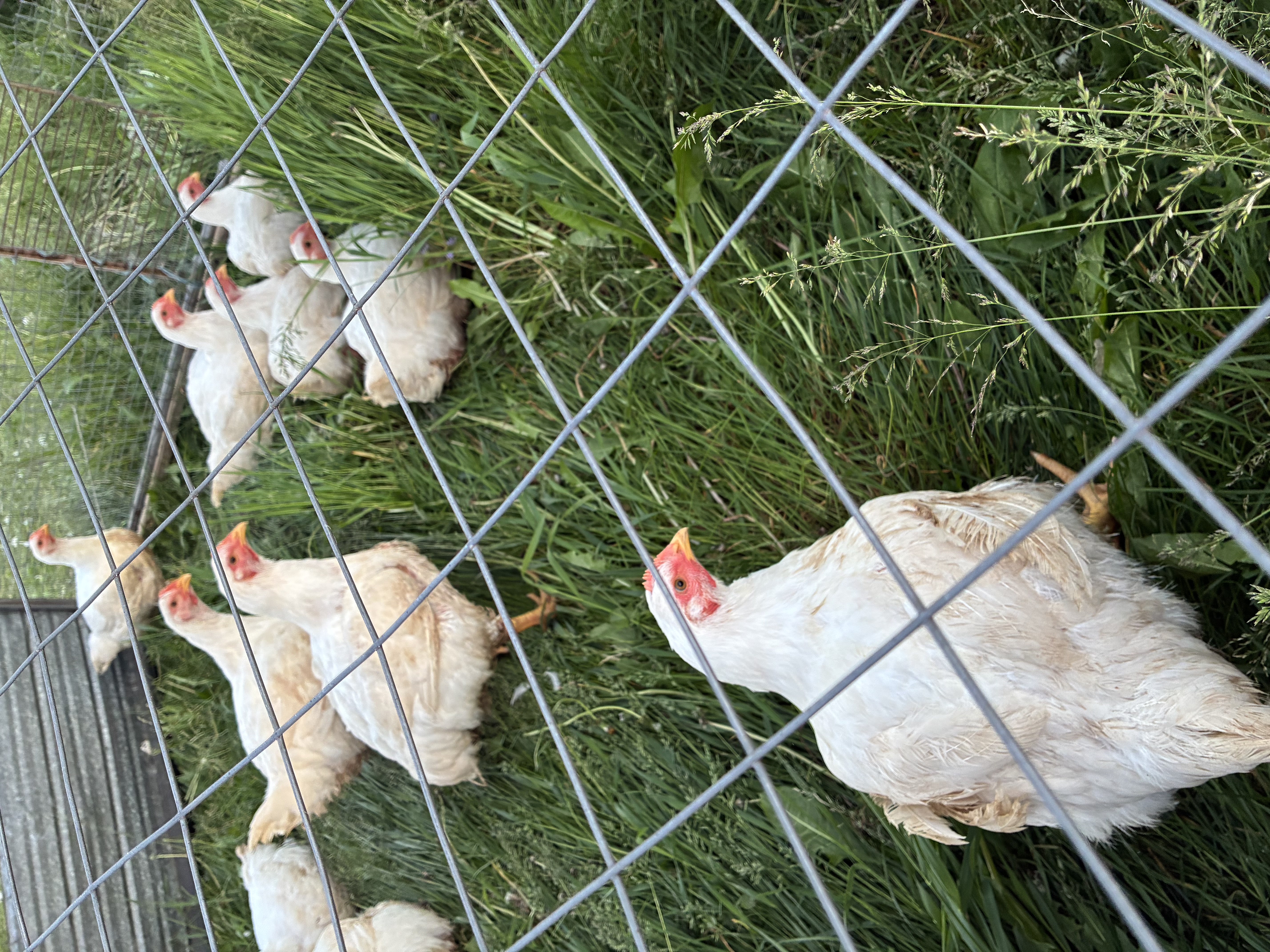 Demi poulet - Half chicken