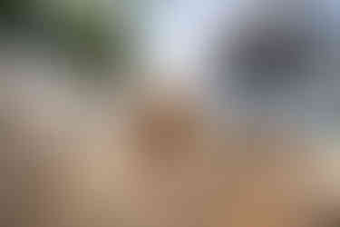 Malika Beach Club Koh Samui