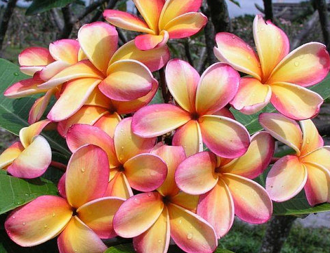 Plumeria flowers.