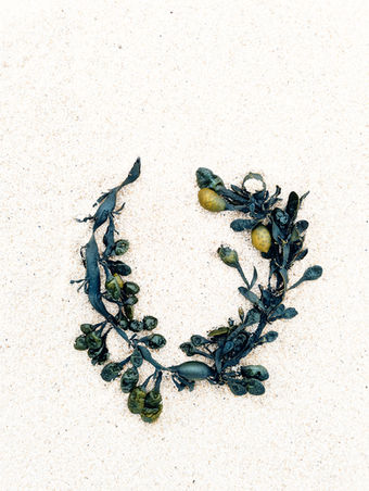 flores maris, Blumen des Meeres, ästhetische, klare - fast an eine dokumentarische Zeichnung von früher erinnernde - Darstellung verschiedenster Pflanzenteile von Meeresalgen und Tang, die vom Meer an den Strand gespült wurden.