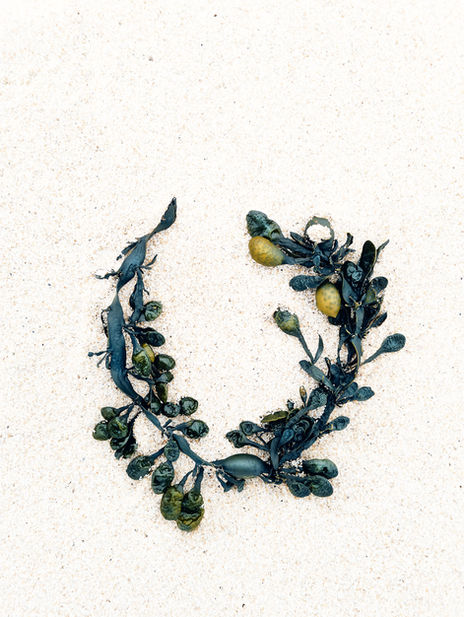 flores maris, Blumen des Meeres, ästhetische, klare - fast an eine dokumentarische Zeichnung von früher erinnernde - Darstellung verschiedenster Pflanzenteile von Meeresalgen und Tang, die vom Meer an den Strand gespült wurden.