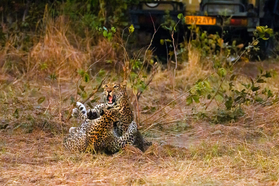 Juvenile Leopard Play Fighting with Mom
