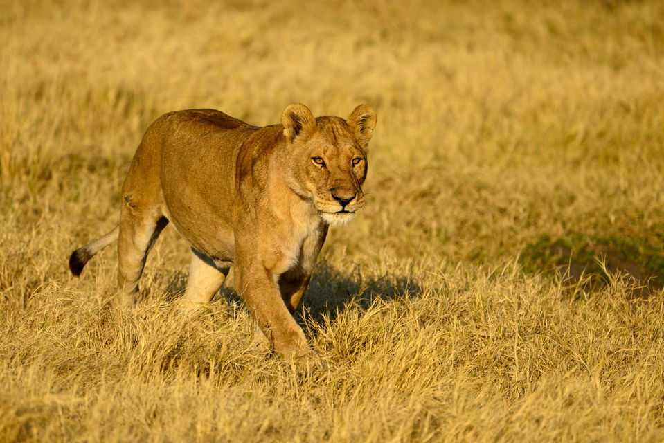 Lioness