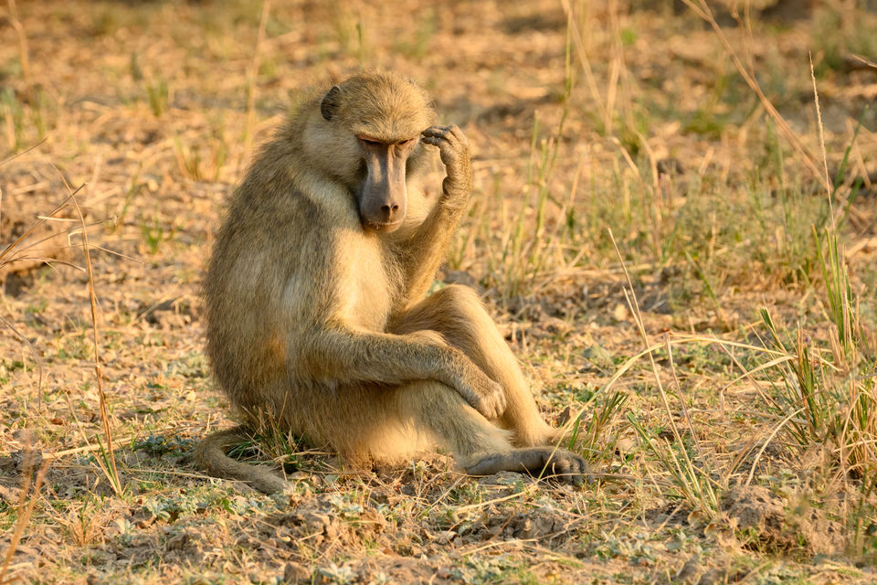 Baboon Thinking