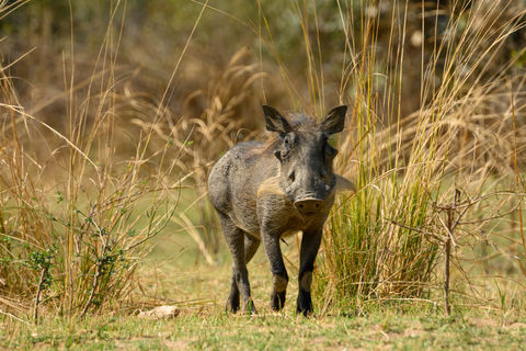 Warthog coming through the grass