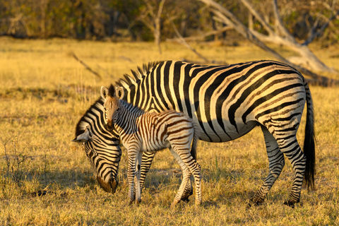 36-Baby Zebra.jpg