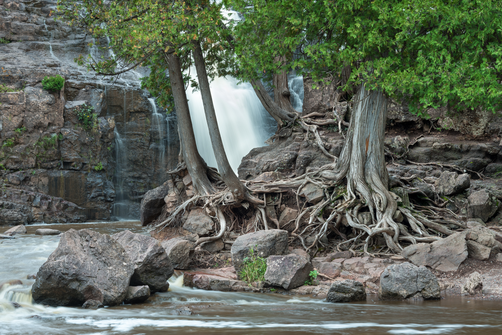 Gooseberry Falls Roots