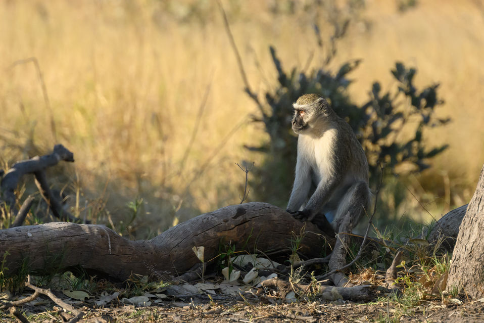 Vervet Monkey on Log