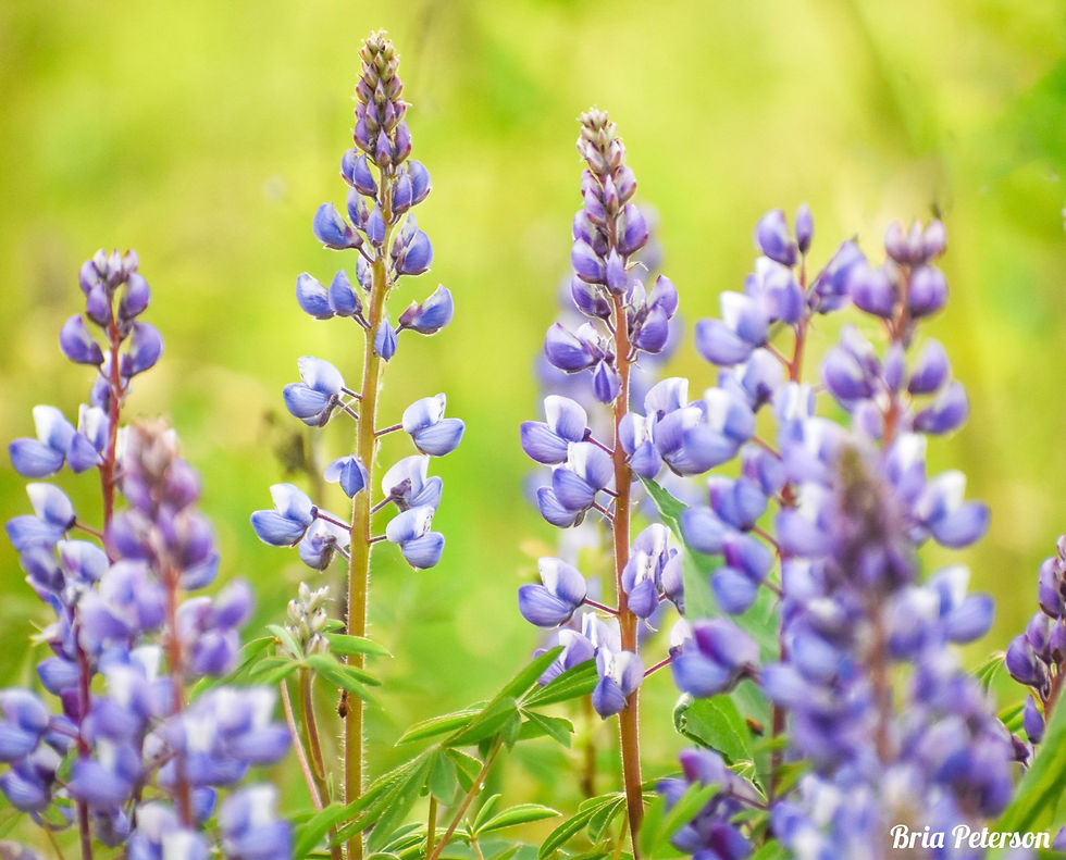 Purple lupines bloom in a sunlit field with a soft green background. The mood is tranquil and vibrant, highlighting nature's beauty. michigan native wildflowers spring 2026 expedition detroit guided hikes trips explore nature wildlife wild lupine