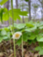White flower with green leaves in a forest. Trees and soft light in background. Brown leaves on ground create a serene, natural setting. michigan native wildflowers spring 2026 expedition detroit guided hikes trips explore nature wildlife mayapple