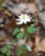 White flower with yellow stamens and green leaves in focus, set against a blurred brown background of leaves, conveying a serene mood. michigan native wildflowers spring 2026 expedition detroit guided hikes trips explore nature wildlife rue anemone