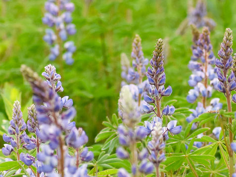 michigan native wildflowers spring 2026 expedition detroit guided hikes trips explore nature wildlife