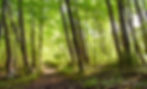 expedition detroit brighton recreation area richardson trail michigan guided hike hiking summer forest