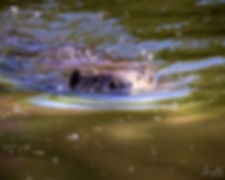 Swimming Beaver