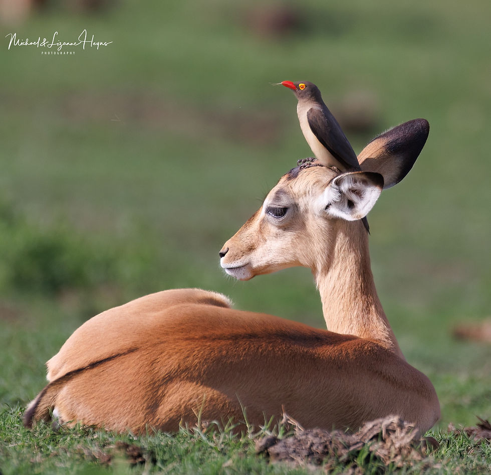 Impala